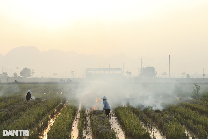 Rice harvest season in Hanoi’s suburbs - 7 Rice harvest season in Hanoi’s suburbs - 7