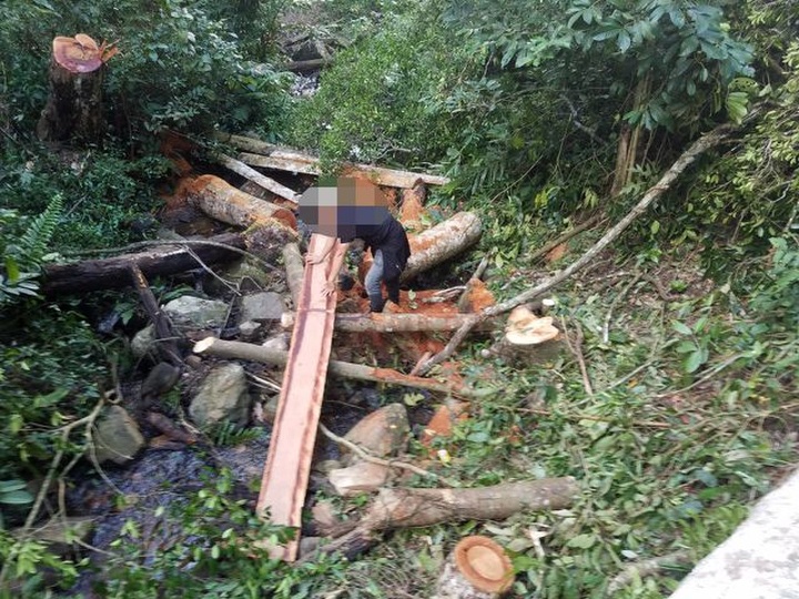 Illegal logging found at Central Highlands forest - 1