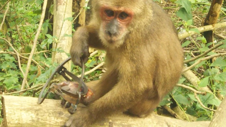 Danang seeking ways to rescue injured monkey - 1 Danang seeking ways to rescue injured monkey - 1