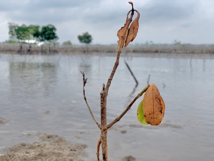 Ha Tinh fails to save newly-planted mangrove forest from dying - 1