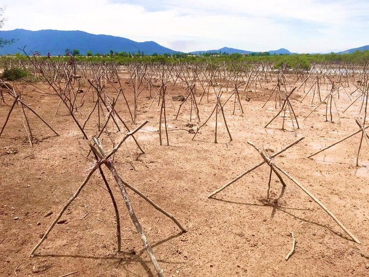 Ha Tinh fails to save newly-planted mangrove forest from dying - 2