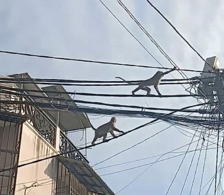 HCM City residents call for help over wild monkeys - 1