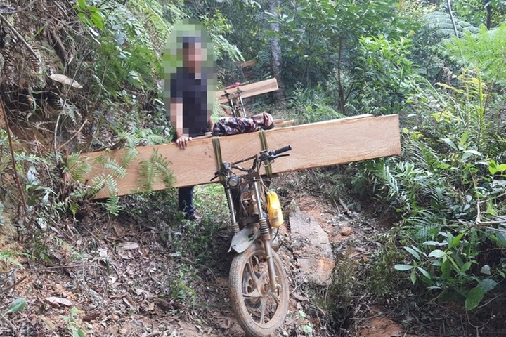 Rampant forest destruction found in Gia Lai - 6 Rampant forest destruction found in Gia Lai - 6