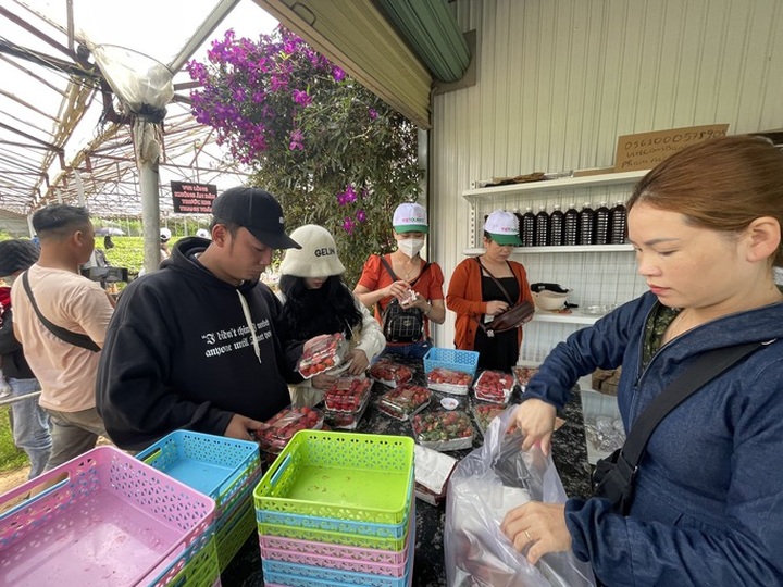 Traders' frauds cause losses to Dalat's strawberry farmers - 4