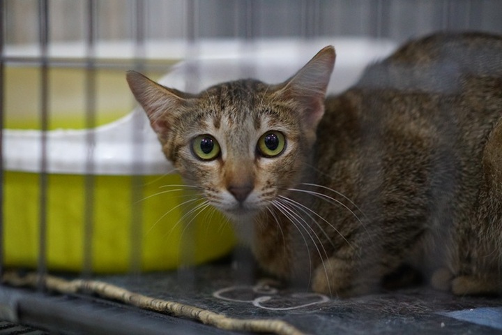 Feral cats controlled in HCM City - 4 Feral cats controlled in HCM City - 4