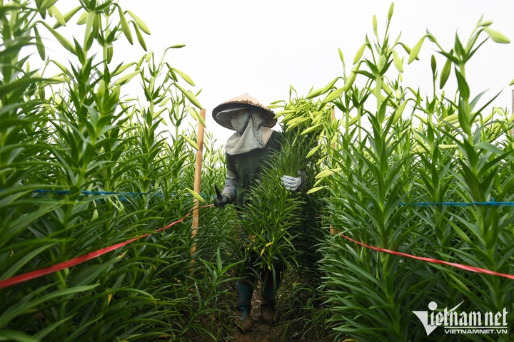 Hanoians earn big in Lily flower season - 2