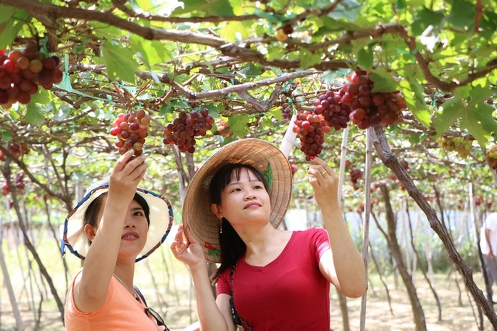 Ninh Thuan to hold grape and wine festival - 1