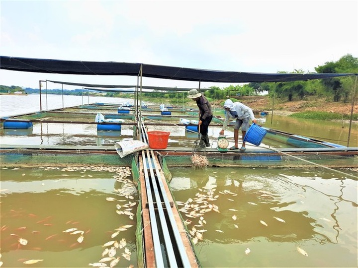 Mass fish death in Srepok River - 2