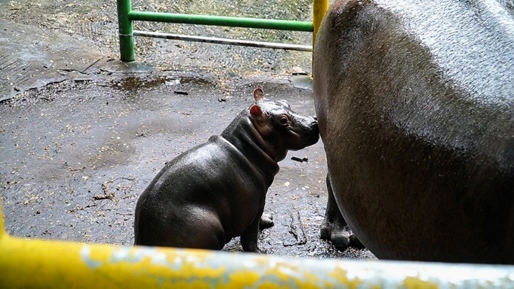 Hippo gives birth at HCM City zoo - 1