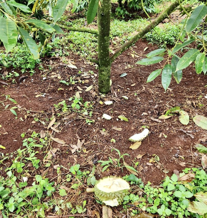Dak Lak farmers protect durians amid rising prices - 1 Dak Lak farmers protect durians amid rising prices - 1