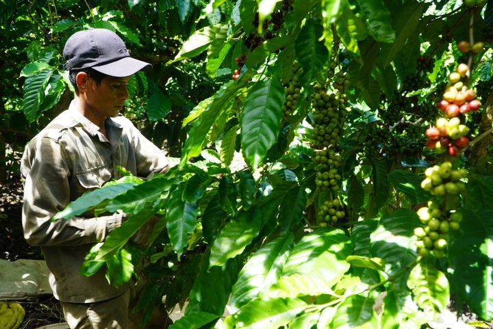 Thousands of workers flock to Kon Tum during coffee harvesting season - 2