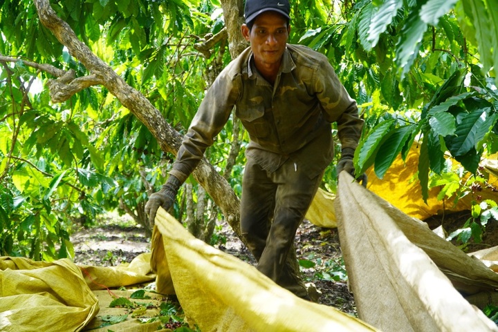Thousands of workers flock to Kon Tum during coffee harvesting season - 3
