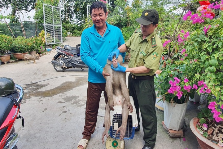HCM City searches for another disruptive monkey - 2 HCM City searches for another disruptive monkey - 2