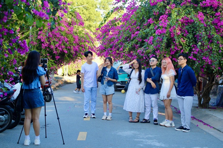 Bougainvillea blossoms on Nha Trang streets - 1