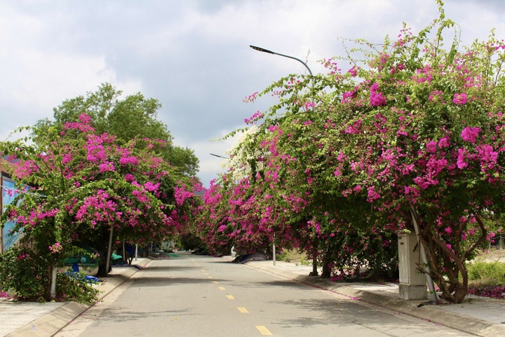 Bougainvillea blossoms on Nha Trang streets - 5