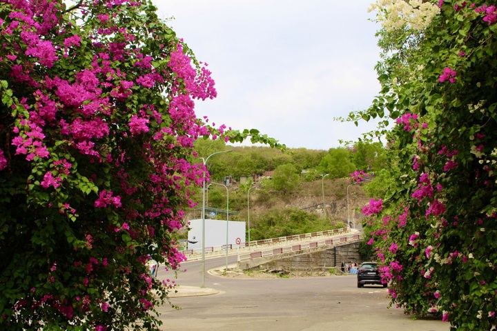 Bougainvillea blossoms on Nha Trang streets - 6