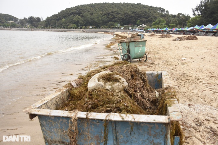 Seaweed blankets Do Son Beach - 4