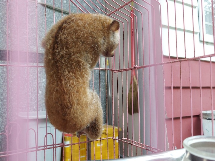 Rare mouse lemur found at HCM City house - 1