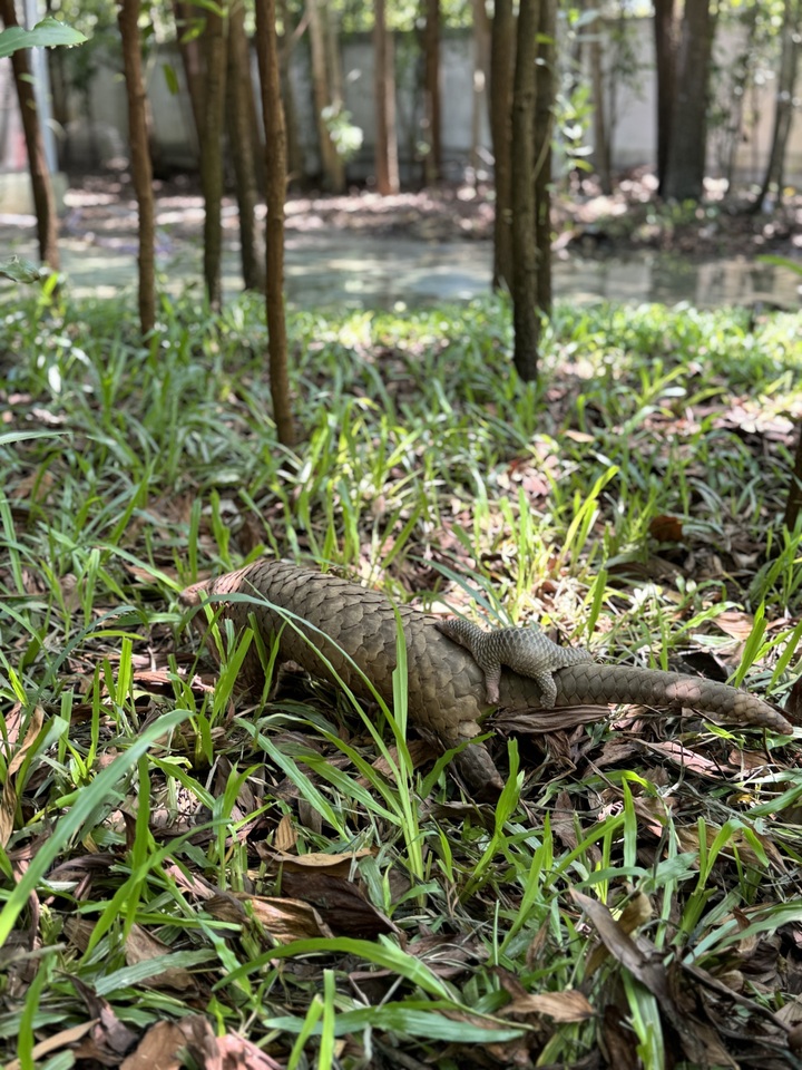 Rare pangolins rescued in Quang Nam give birth - 1 Rare pangolins rescued in Quang Nam give birth - 1