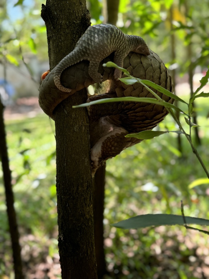Rare pangolins rescued in Quang Nam give birth - 2 Rare pangolins rescued in Quang Nam give birth - 2