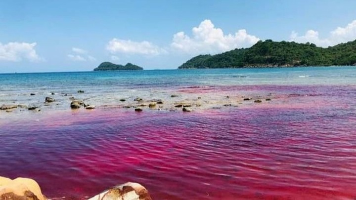 Kien Giang island hit by harmful algal blooms - 1