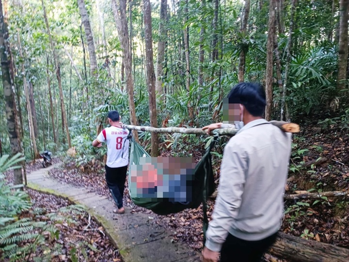 Tree falls at Gia Lai forest, killing tourist - 1