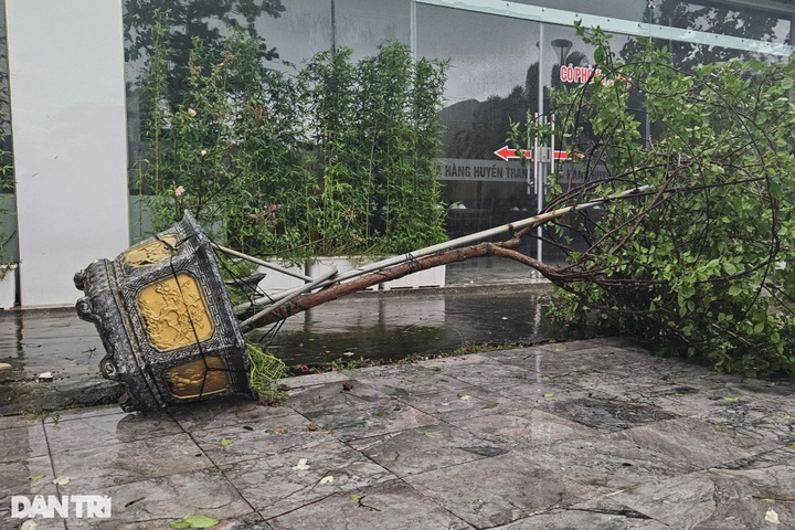 Trees uprooted as Storm Prapiroon sweeps through Quang Ninh - 3