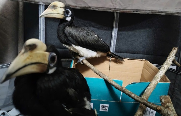 More rare animals handed over to Cuc Phuong National Park - 1 More rare animals handed over to Cuc Phuong National Park - 1