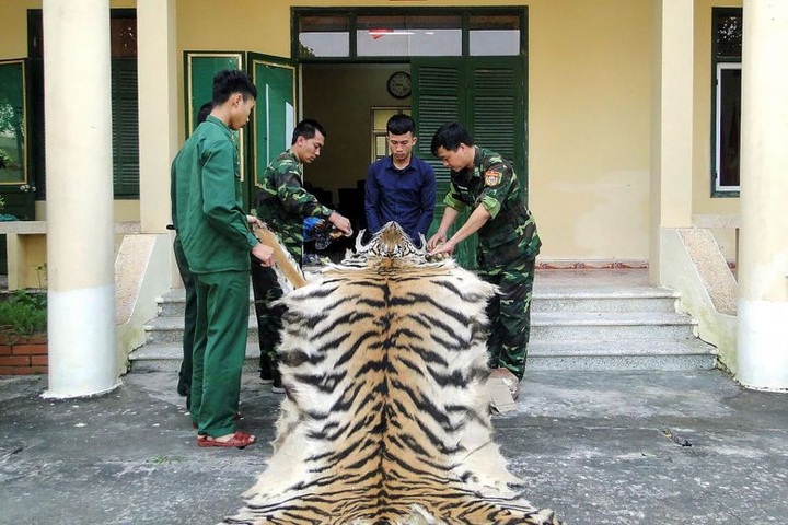 Vietnam man arrested smuggling tiger skin, bones to China - 1