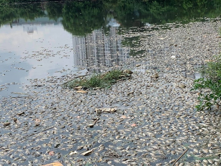 Tonnes of fish found dead at HCM City lakes - 1