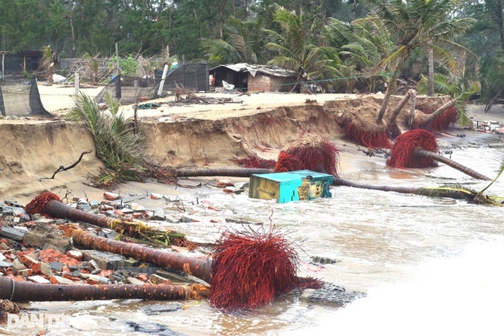 Quang Nam beaches severely eroded - 8 Quang Nam beaches severely eroded - 8