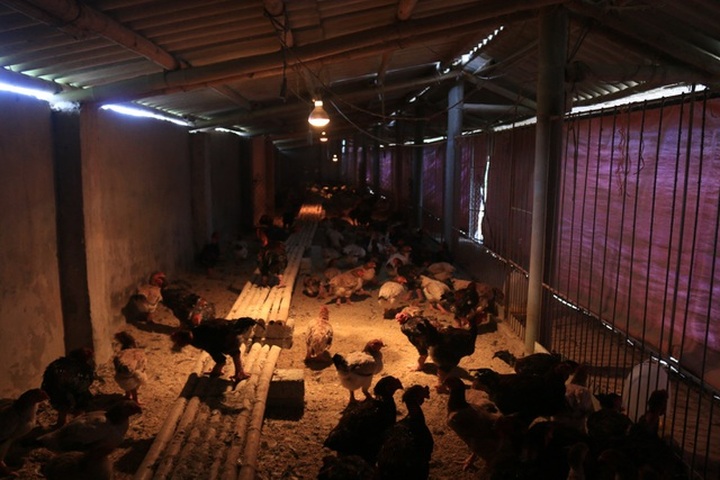 Famous chickens sold at high prices on Tet - 1