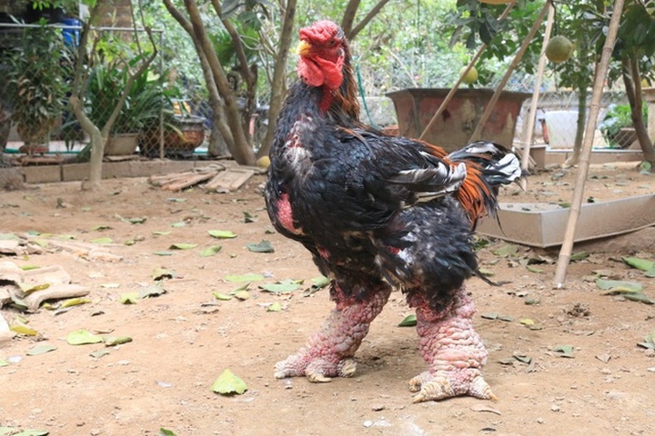 Famous chickens sold at high prices on Tet - 3