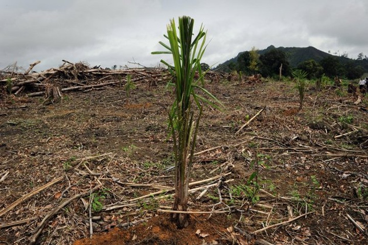 World deforestation rate 'accelerating': UN - 1