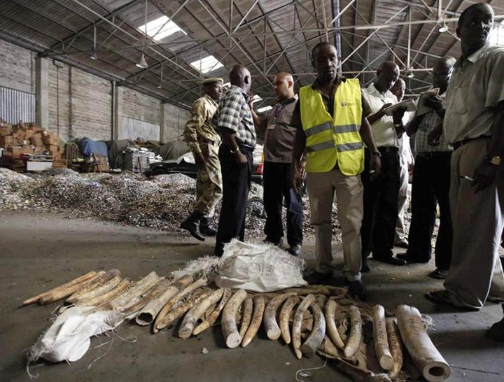 'Record ivory seizures' in 2011 - 1 'Record ivory seizures' in 2011 - 1