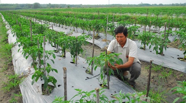 HCM City starts five-year plan on organic food - 1