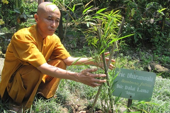 Buddhist monk spends life saving rare bamboo species - 2
