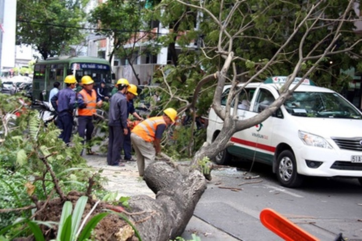 City requested to set up fund for victims of tree accidents - 1