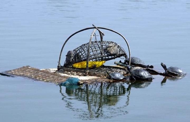 Non-native species pose threat - 1