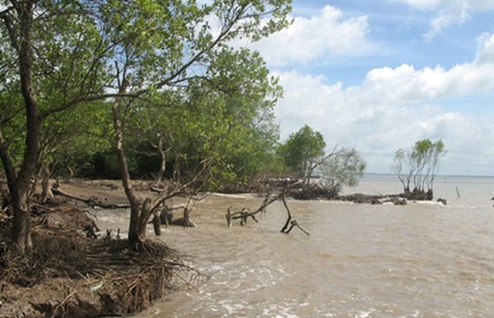 Erosion threatens valuable coastal forest - 1 Erosion threatens valuable coastal forest - 1