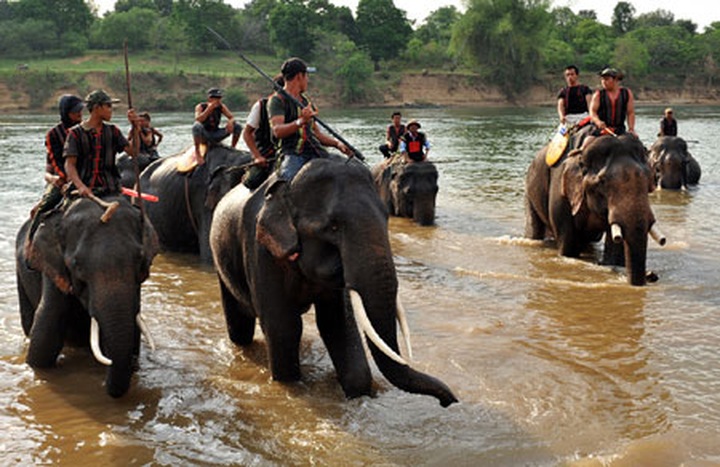 Plan aims to help wild elephants - 1