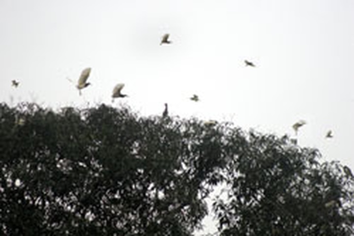 Dao farmer preserves home for stork flock - 2