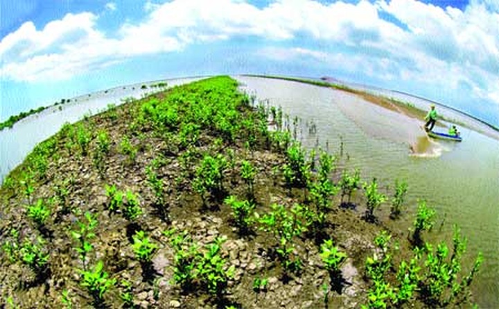 Shrimp project helps create ‘organic coast' - 1