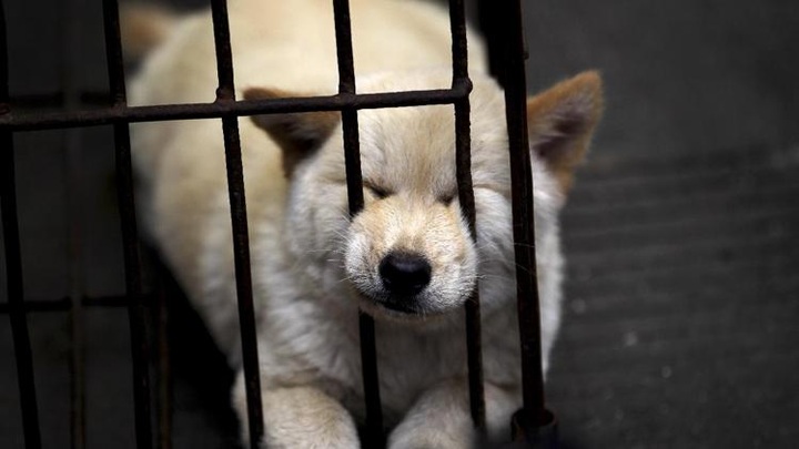 China dog-eaters dodge activists with early feast - 1 China dog-eaters dodge activists with early feast - 1