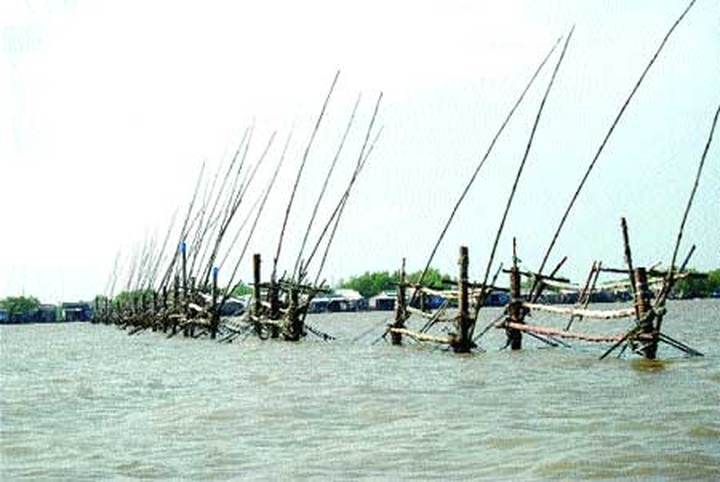 Shrimp project helps create ‘organic coast' - 2