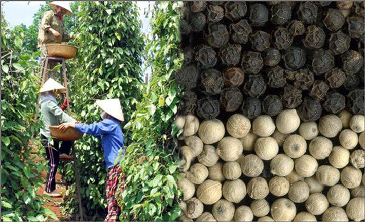 Vietnam becomes world’s biggest pepper exporter - 1 Vietnam becomes world’s biggest pepper exporter - 1