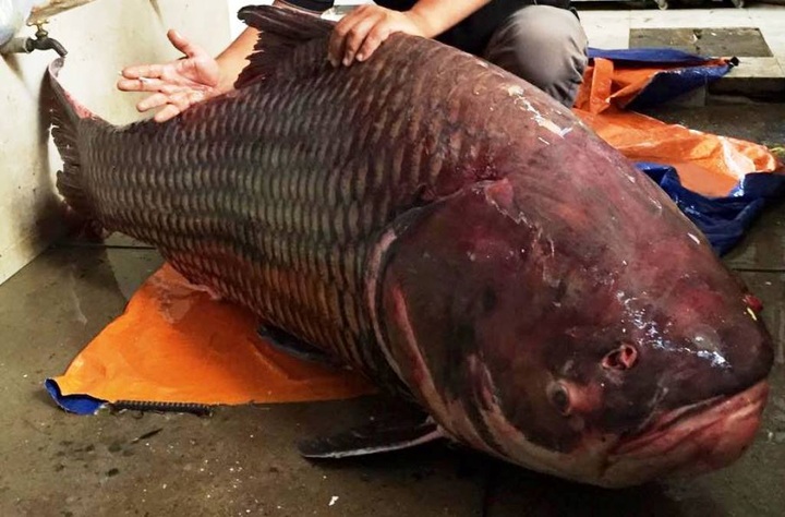 135-kg giant carp sold to restaurant in HCM City - 1