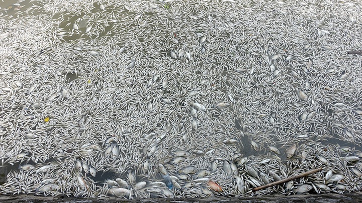Tonnes of fish die in Hanoi's West Lake - 1