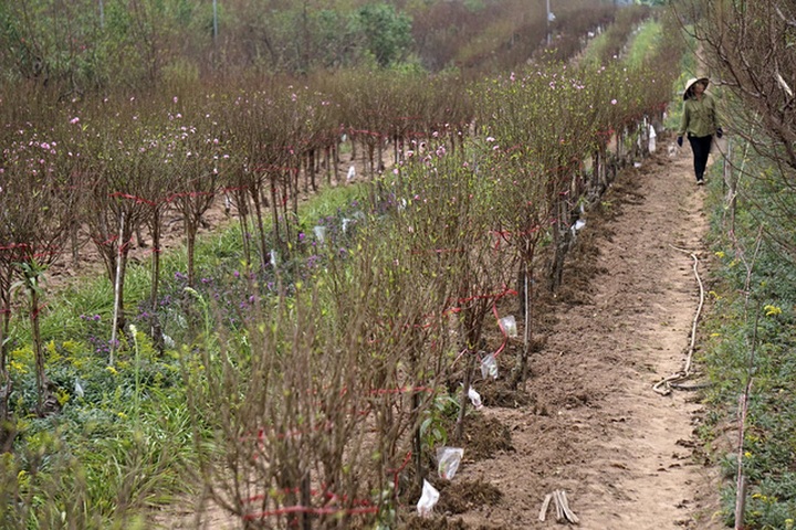 Peach growers prepare for Tet Holiday - 1 Peach growers prepare for Tet Holiday - 1