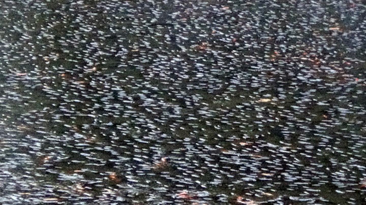 Thousands of fish die in Nhieu Loc-Thi Nghe Canal - 1